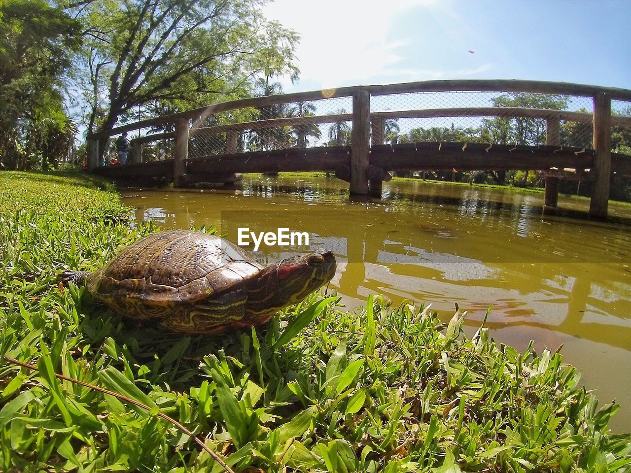 VIEW OF TURTLE IN LAKE