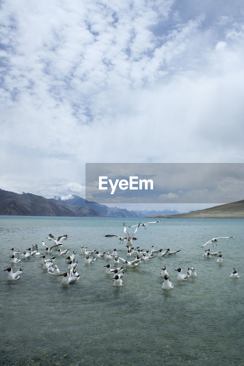 BIRDS ON SEA AGAINST SKY