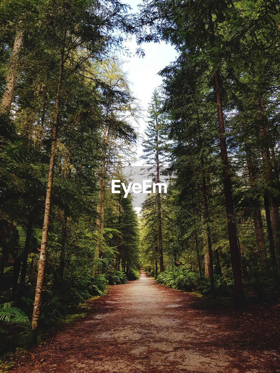 Footpath amidst trees in forest