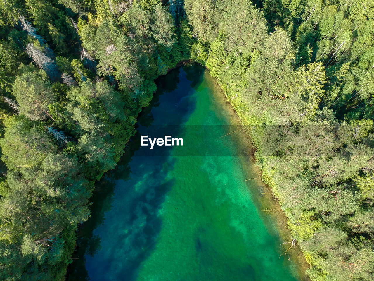 Aerial view of river amidst trees