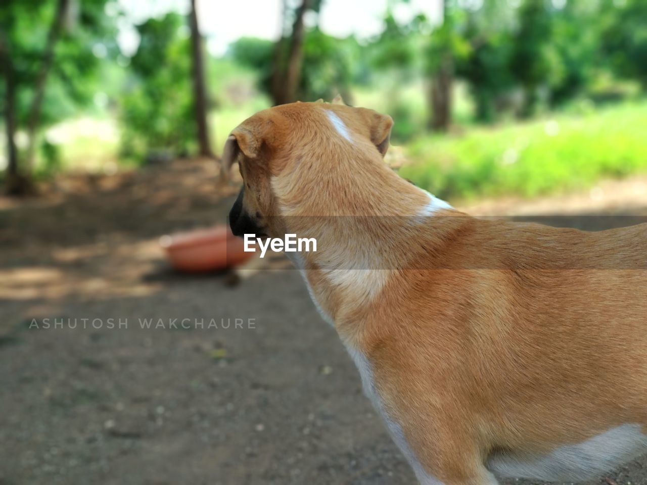 CLOSE-UP OF DOG AT PARK