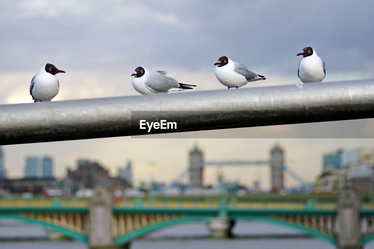 SEAGULLS PERCHING ON A RAILING