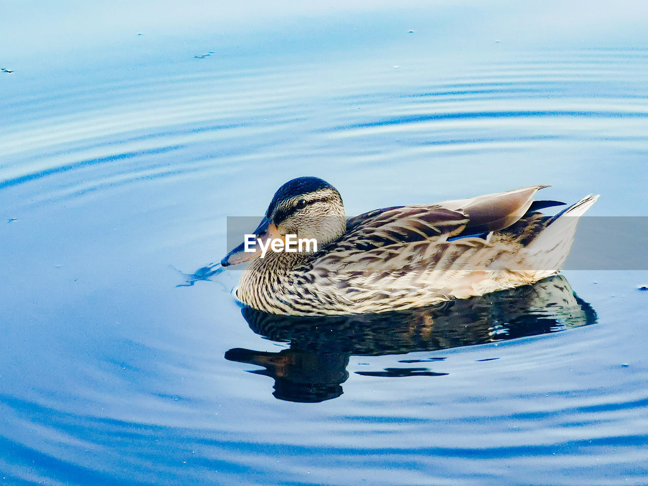 MALLARD DUCK IN LAKE