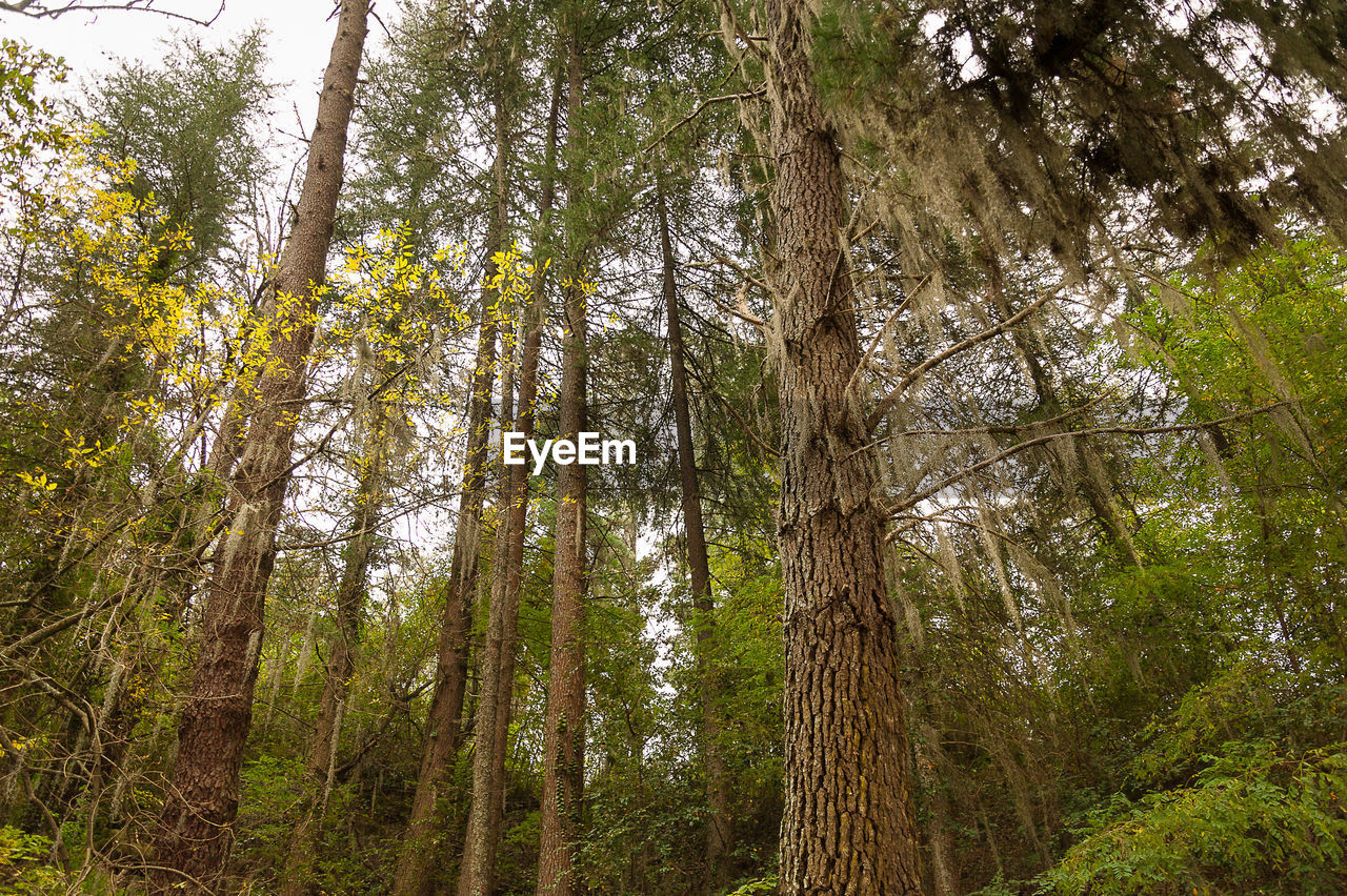 LOW ANGLE VIEW OF BAMBOO FOREST