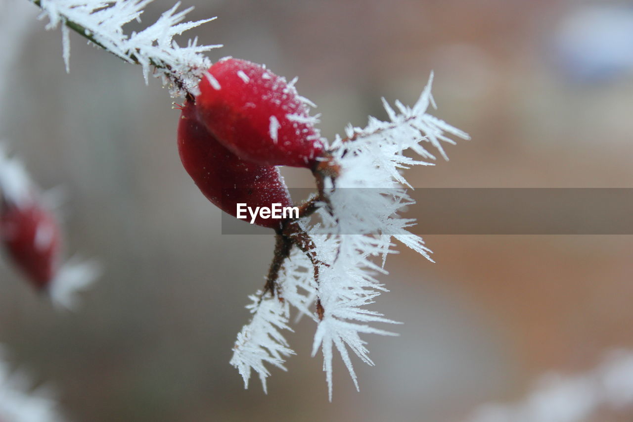Close-up of frozen rose hips in winter