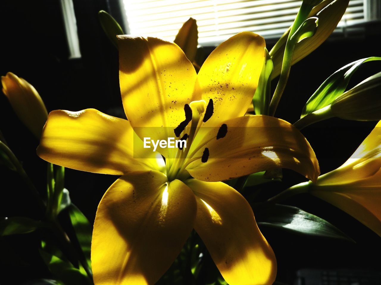 CLOSE-UP OF YELLOW FLOWERS BLOOMING