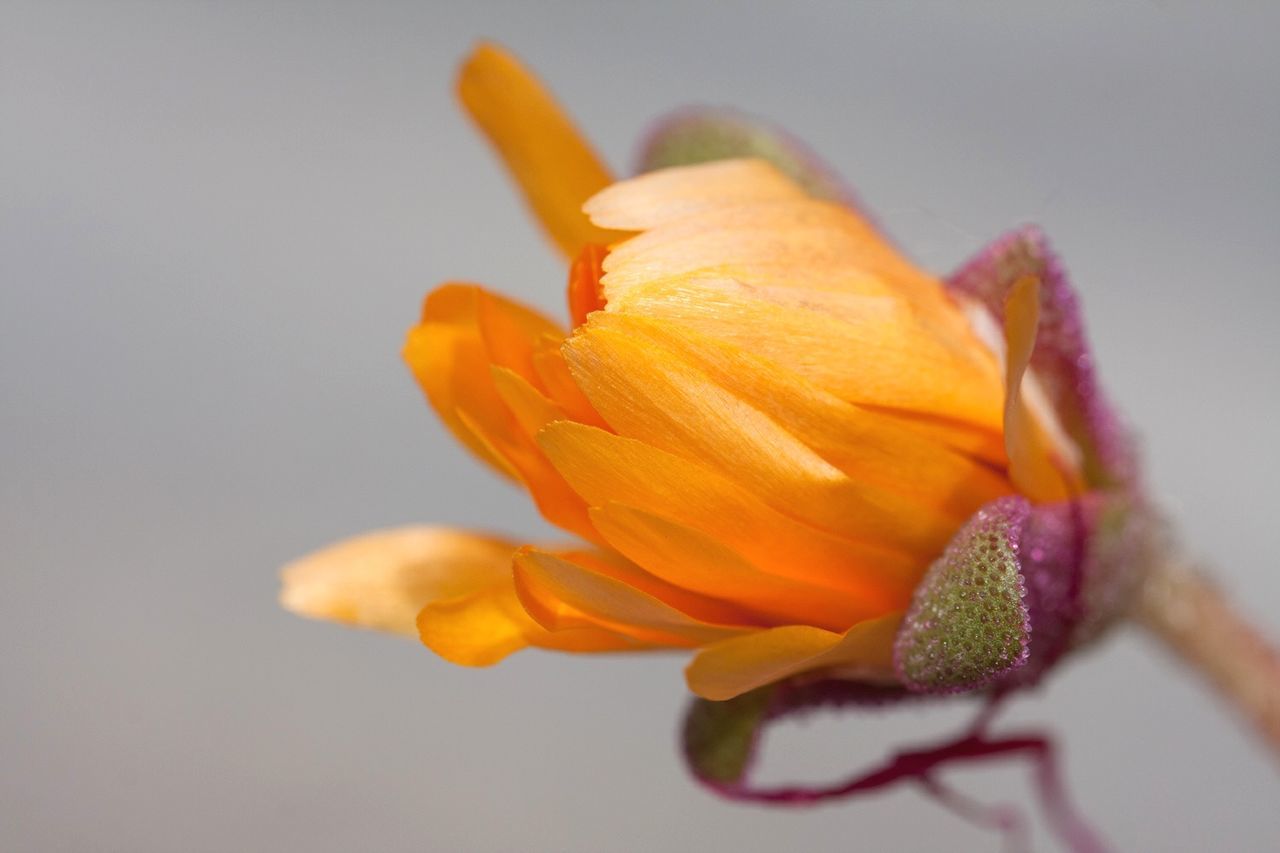 Close-up of orange flower