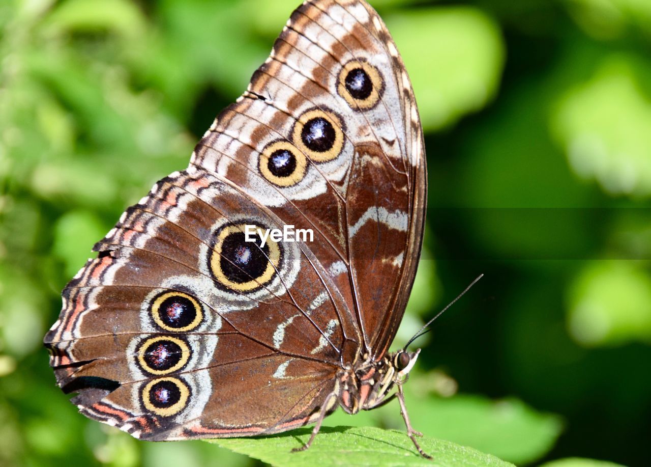 Close-up of butterfly perching on leaf