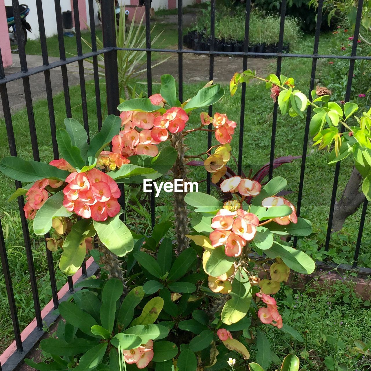 CLOSE-UP OF PINK FLOWERS