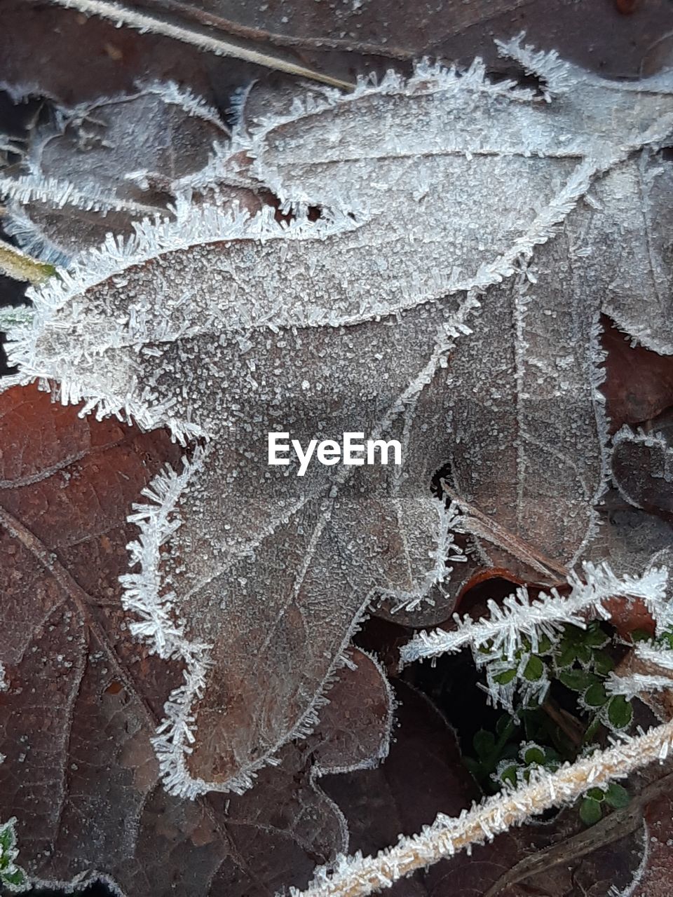 FULL FRAME SHOT OF FROZEN LEAVES