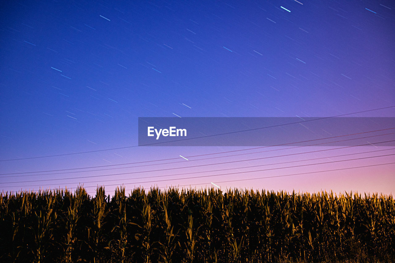 Star trails above a corn field