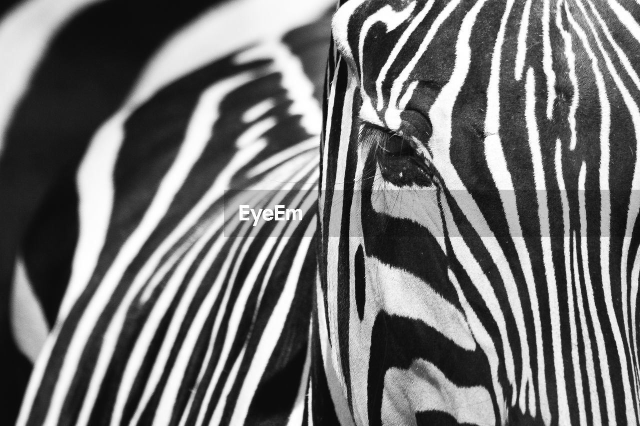 Extreme close up of a zebra