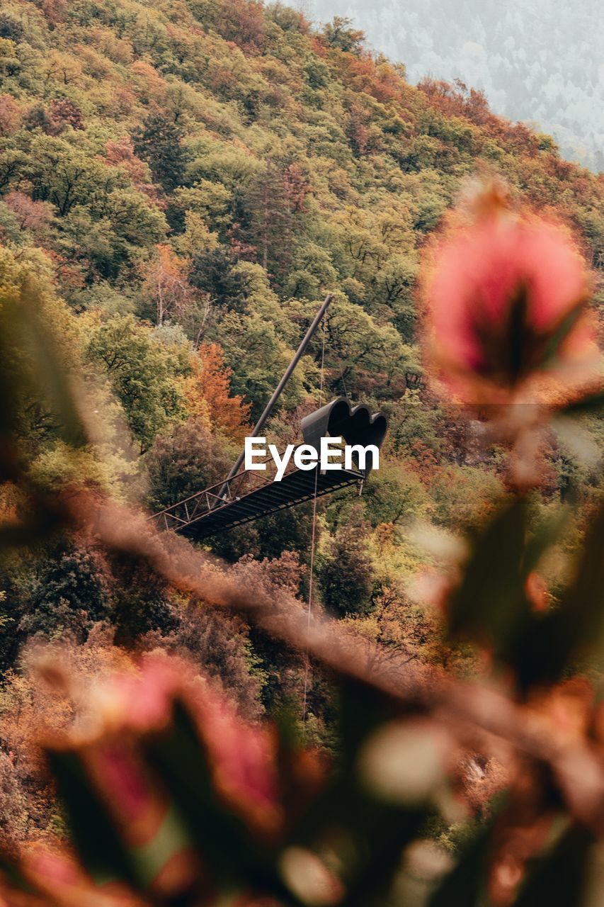 HIGH ANGLE VIEW OF PLANT GROWING IN FOREST