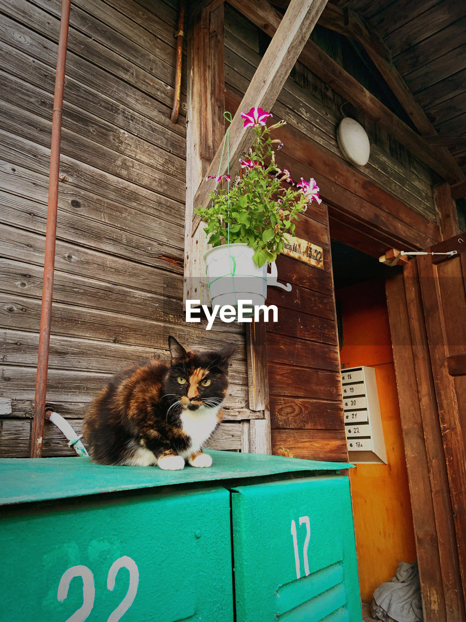 animal, animal themes, mammal, one animal, cat, domestic animals, pet, wood, no people, house, domestic cat, home, green, architecture, feline, carnivore, room, shed, plant, built structure, day, nature, building exterior, hut, outdoors