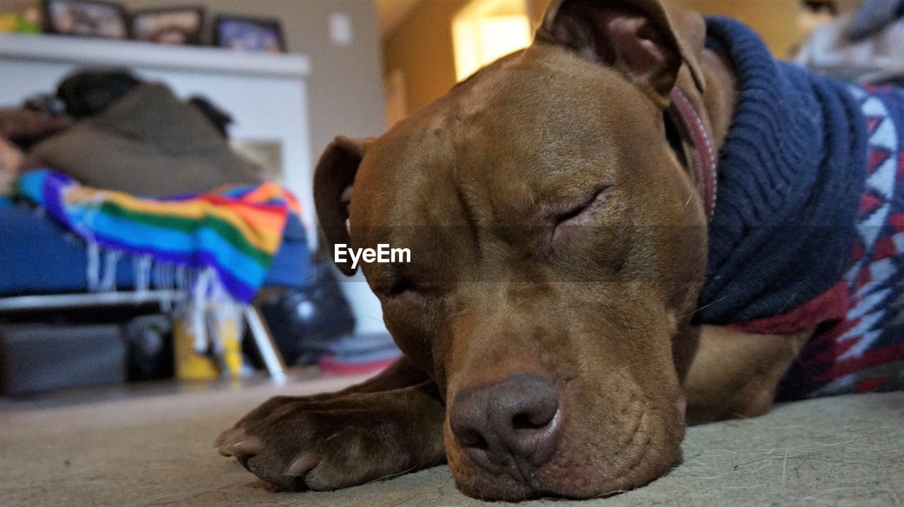 CLOSE-UP OF A DOG RESTING ON THE FLOOR