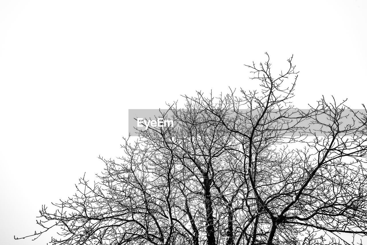 LOW ANGLE VIEW OF BARE TREES AGAINST CLEAR SKY