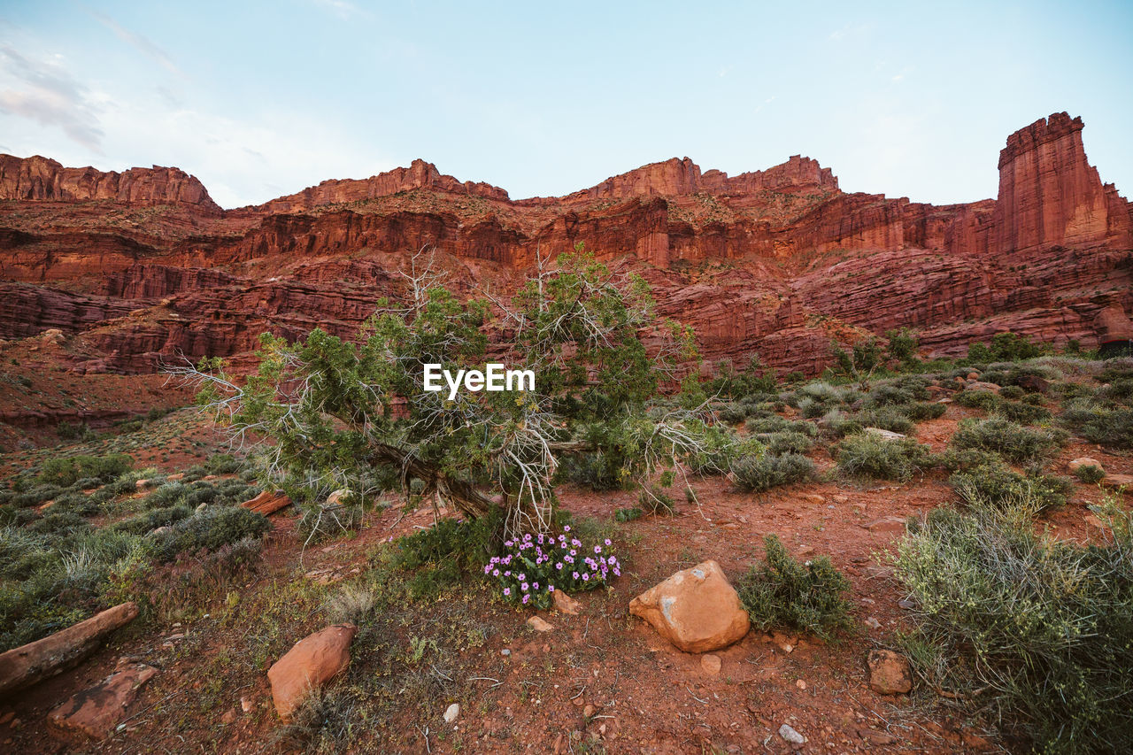 Purple desert flowers blooming under fisher towers in the utah desert