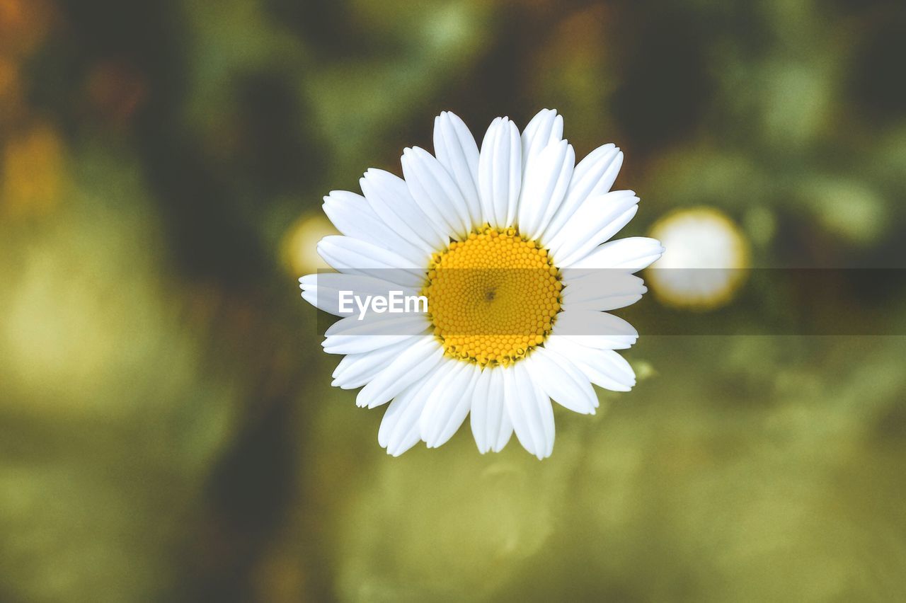 CLOSE-UP OF YELLOW FLOWER BLOOMING OUTDOORS