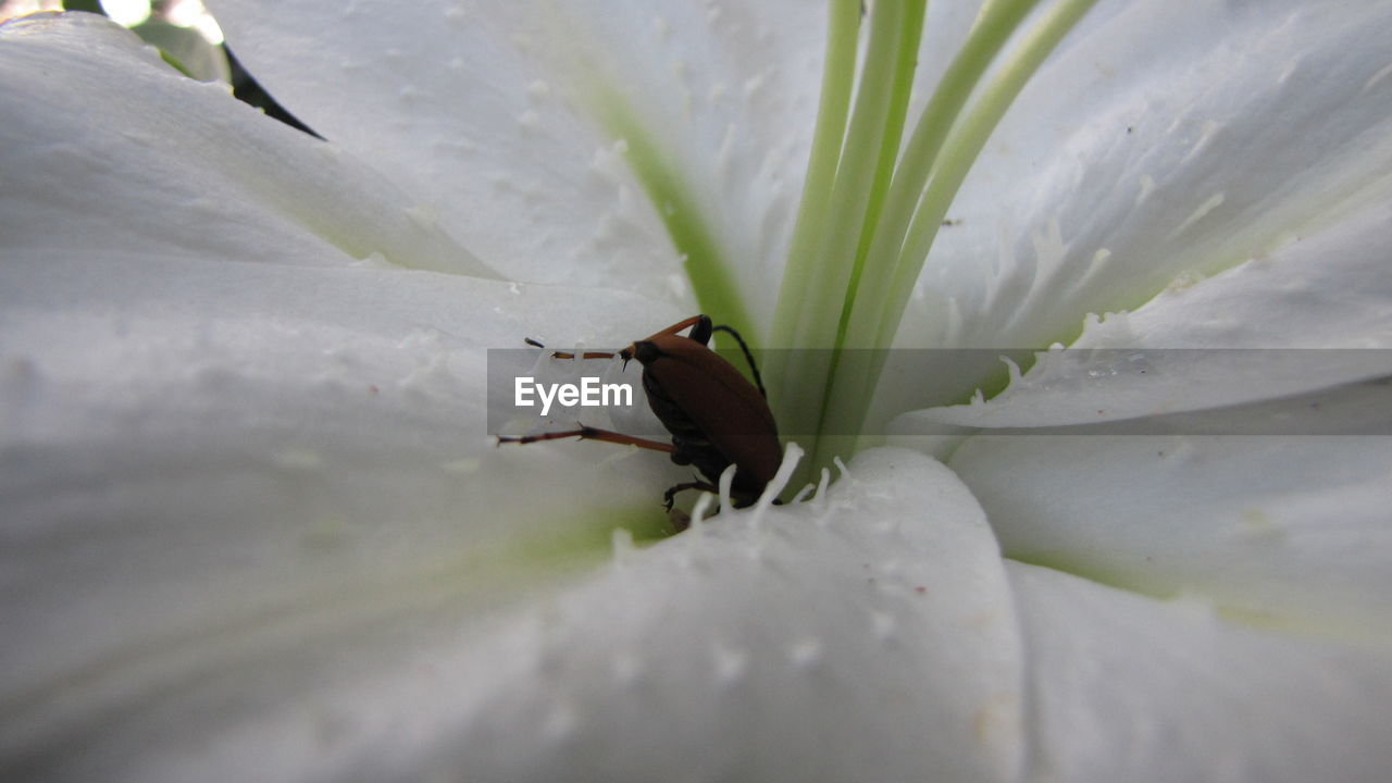 Insect inside white flower