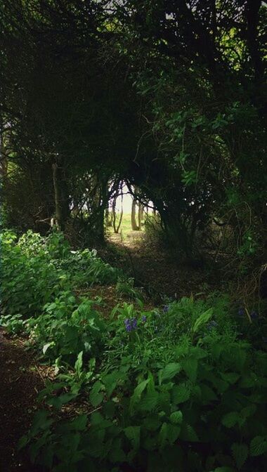 VIEW OF TREES IN FOREST