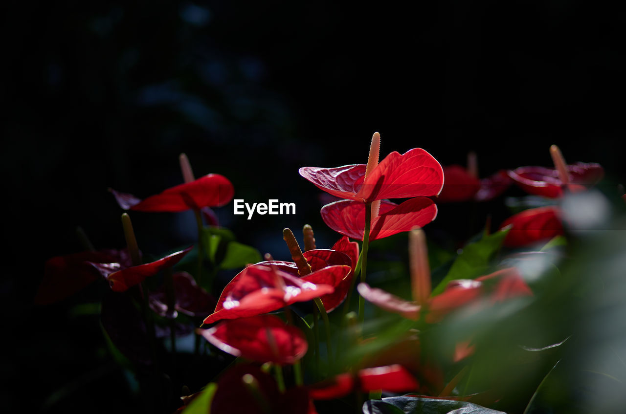 red, plant, flower, flowering plant, beauty in nature, macro photography, nature, freshness, close-up, petal, fragility, leaf, flower head, growth, no people, plant part, inflorescence, outdoors, selective focus, night