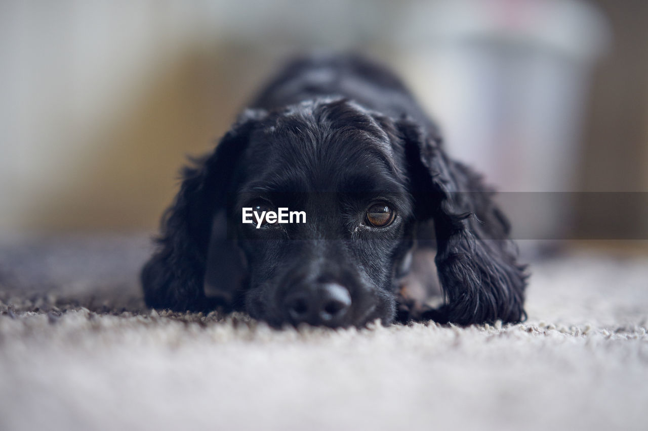 Close-up portrait of black dog relaxing on floor