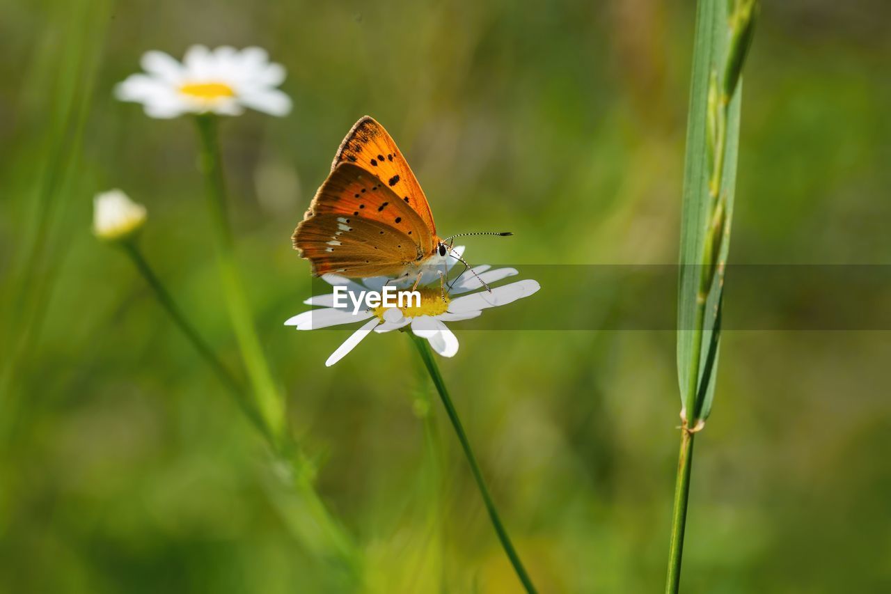The scarce copper, a female of an orange butterfly sitting on a white and yellow flower. green grass