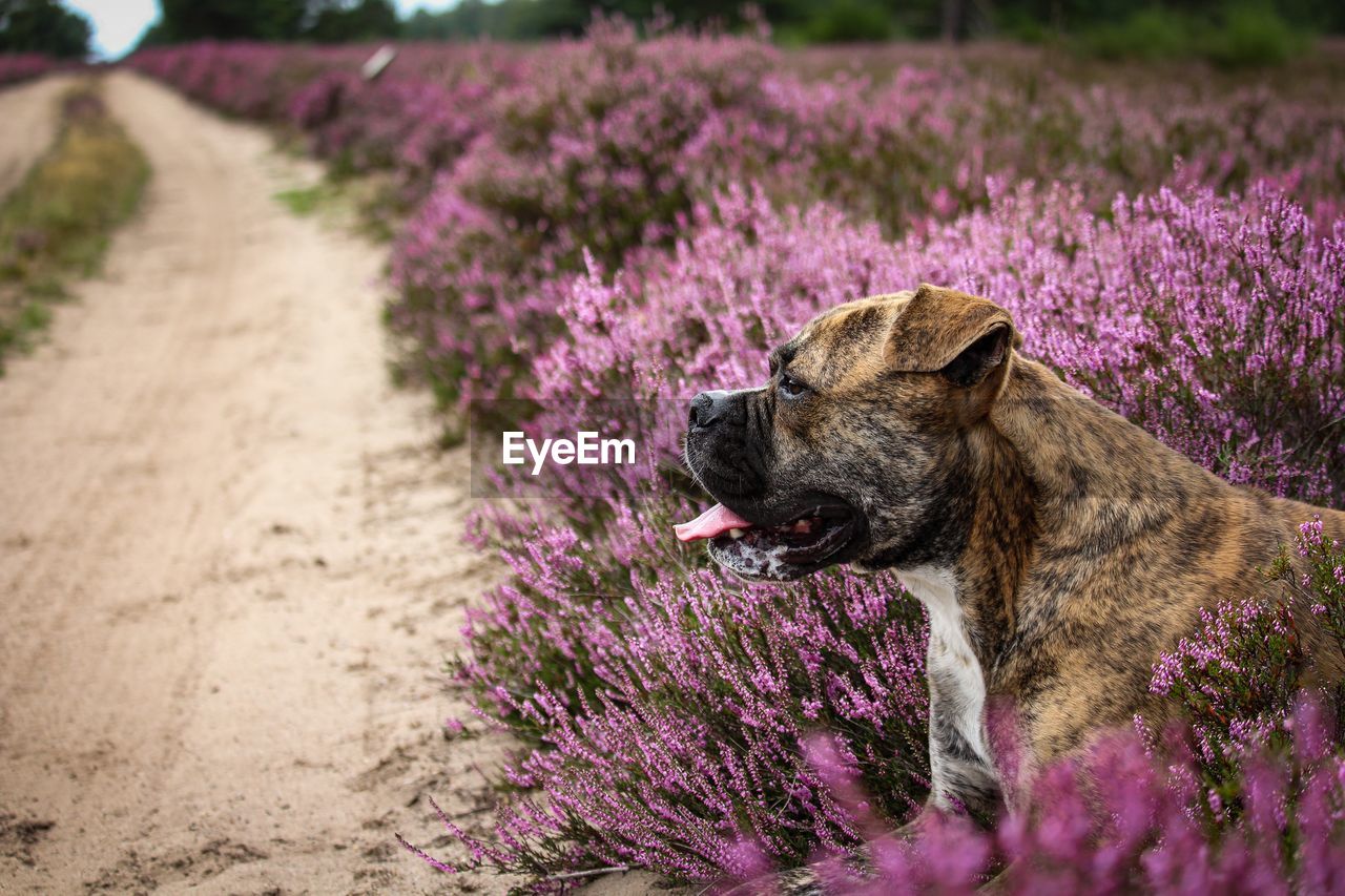VIEW OF A DOG ON FIELD BY FLOWER