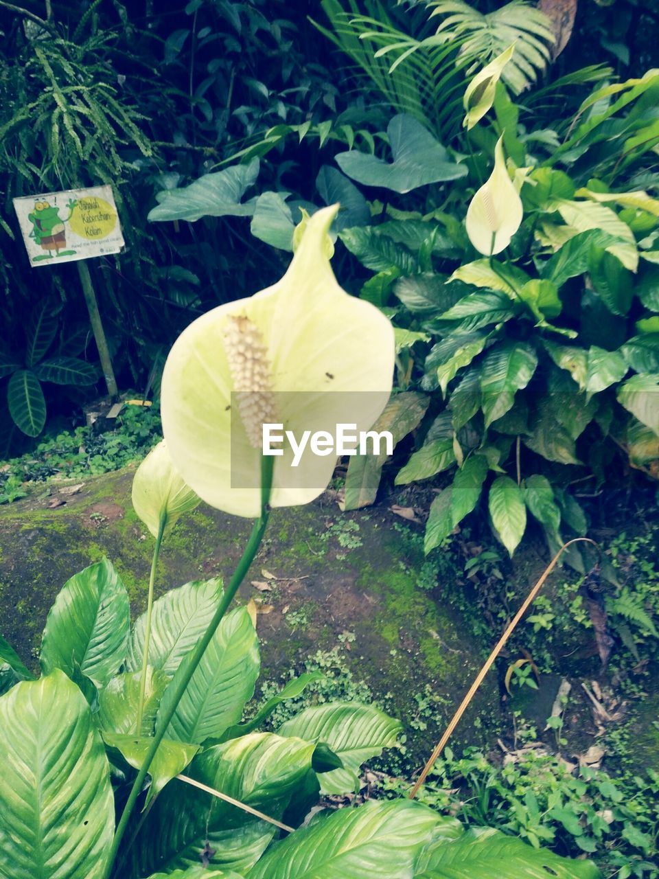 HIGH ANGLE VIEW OF YELLOW FLOWERING PLANTS