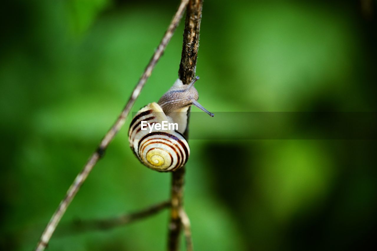 CLOSE-UP OF SNAIL