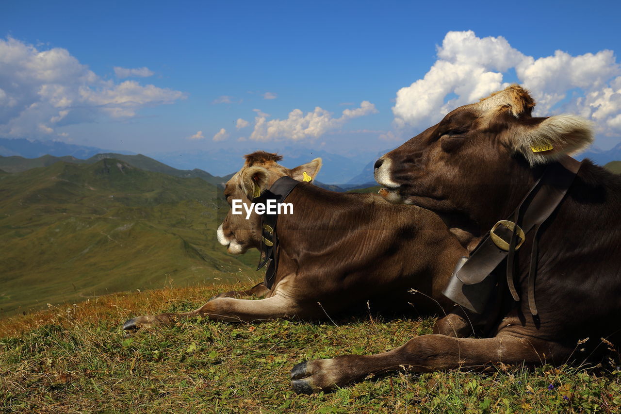 Cow sitting on field against sky