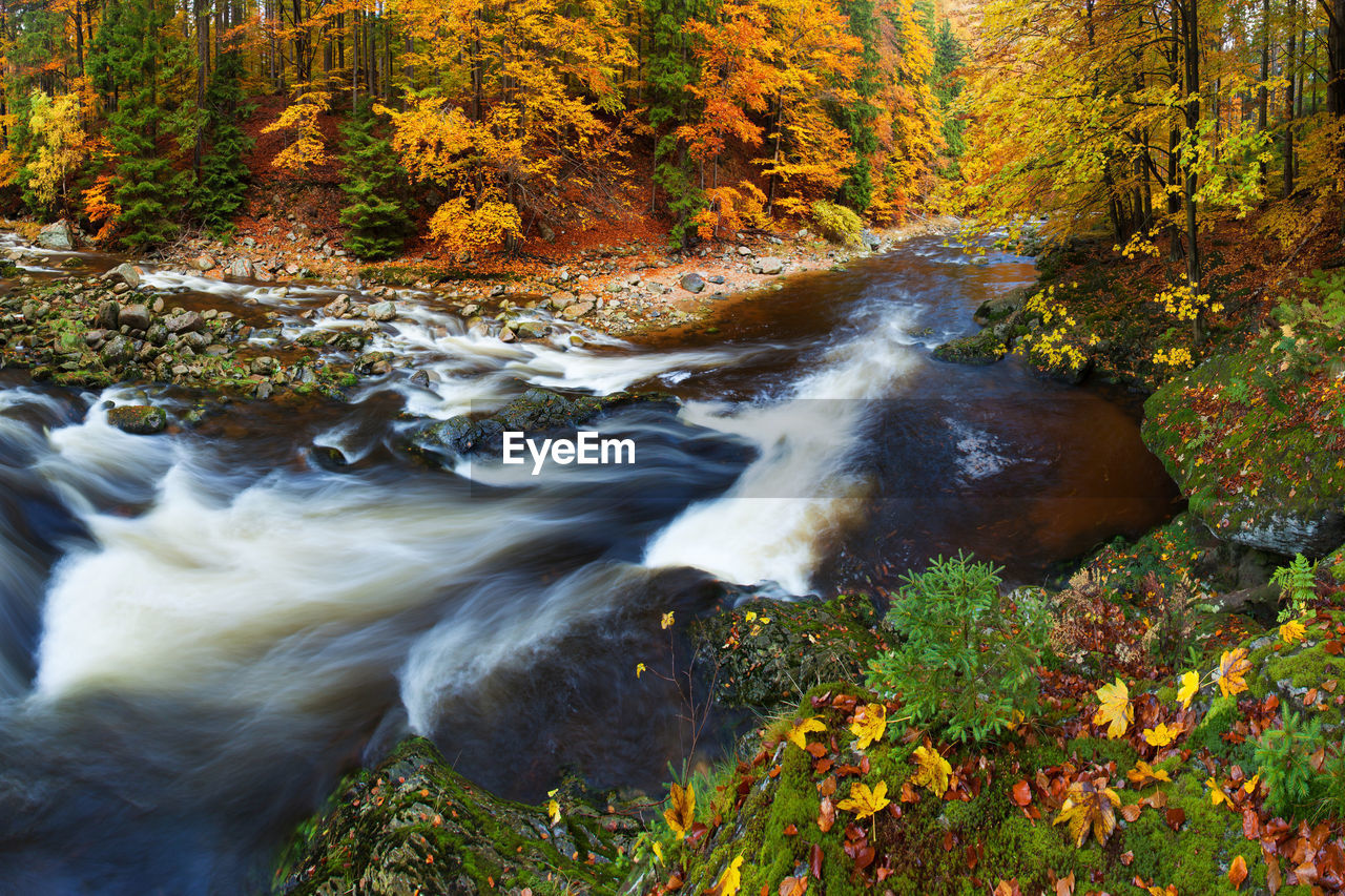 SCENIC VIEW OF STREAM IN FOREST