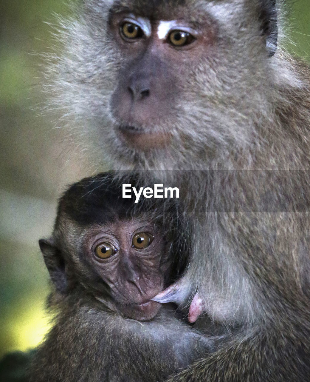 Portrait of baby monkey
