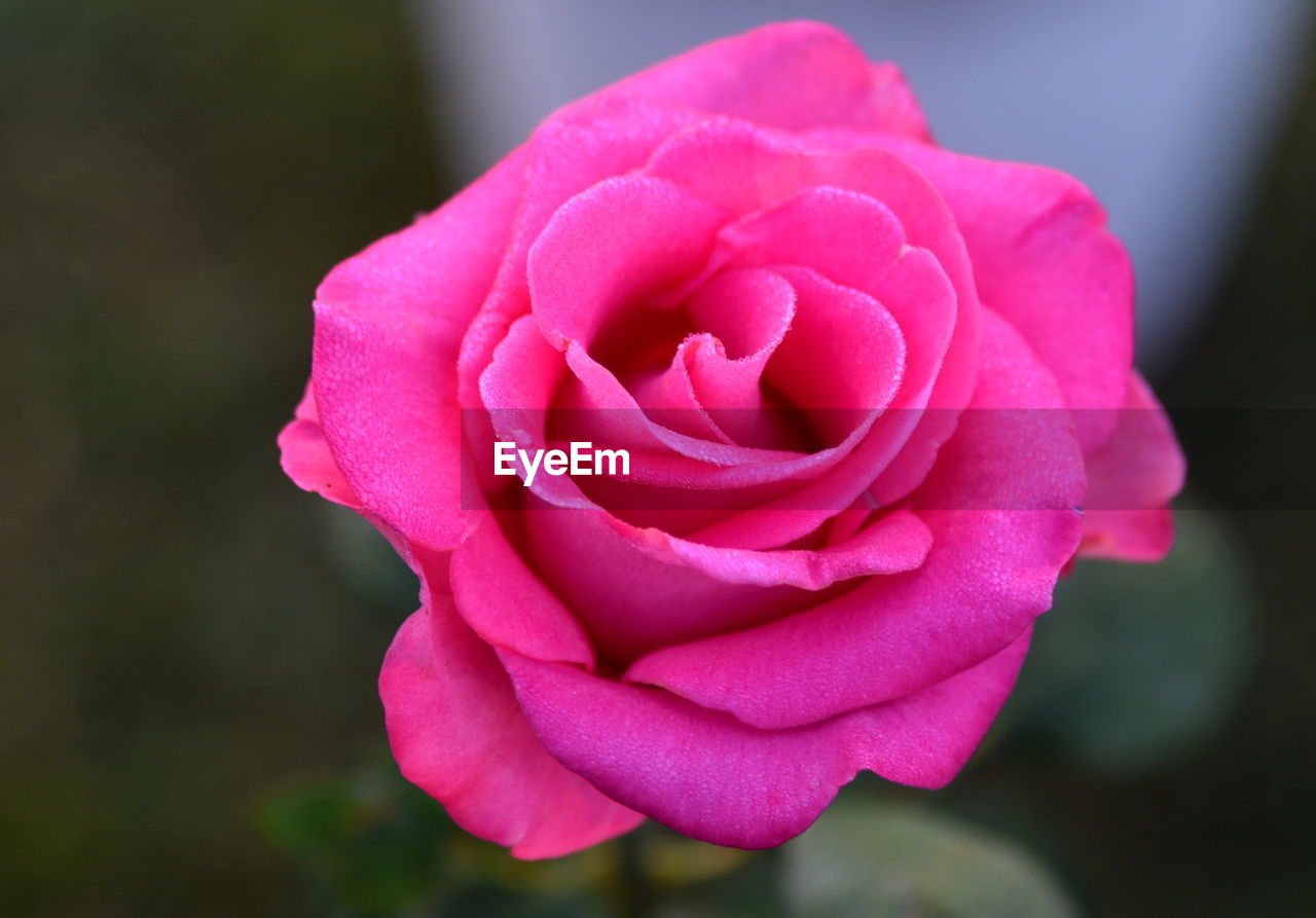 flower, flowering plant, beauty in nature, plant, rose, petal, pink, close-up, freshness, inflorescence, flower head, fragility, garden roses, macro photography, nature, no people, rose - flower, focus on foreground, outdoors, plant stem, growth