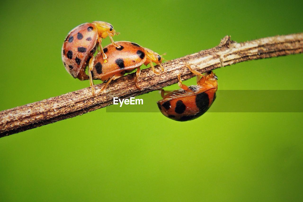 animal themes, animal, animal wildlife, insect, macro photography, one animal, wildlife, close-up, nature, ladybug, no people, green background, green, plant, macro, focus on foreground, plant stem, colored background, magnification, outdoors, tree, branch, animal wing, beauty in nature, animal body part, beetle, spotted, day