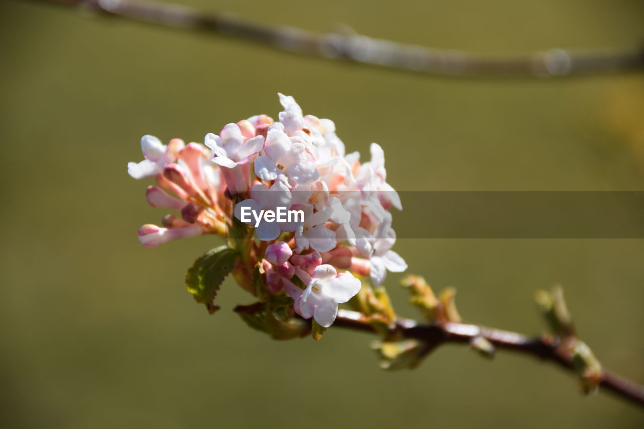 plant, flower, flowering plant, beauty in nature, fragility, blossom, freshness, branch, macro photography, close-up, growth, nature, springtime, tree, pink, spring, focus on foreground, petal, flower head, inflorescence, no people, day, outdoors, bud, twig, leaf, cherry blossom, botany, produce, selective focus, pollen, plant stem