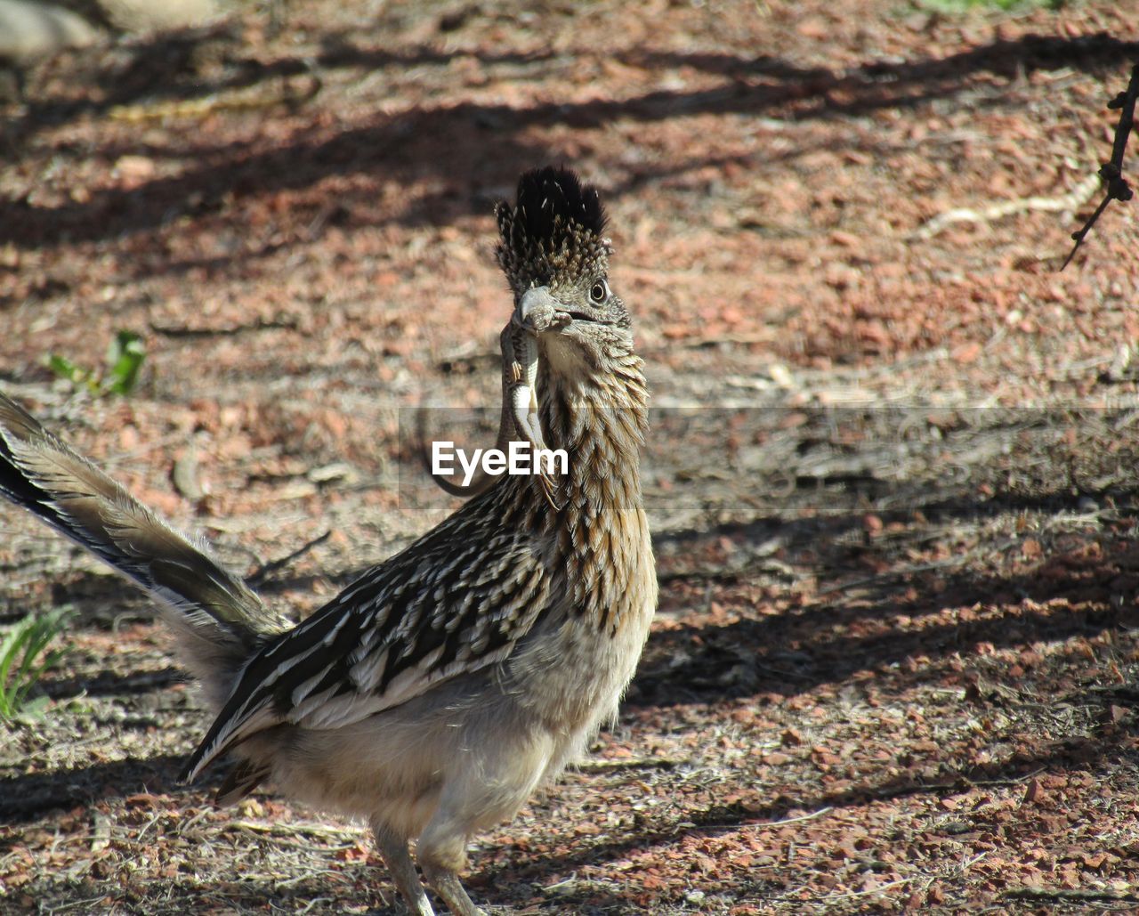 CLOSE-UP OF A BIRD