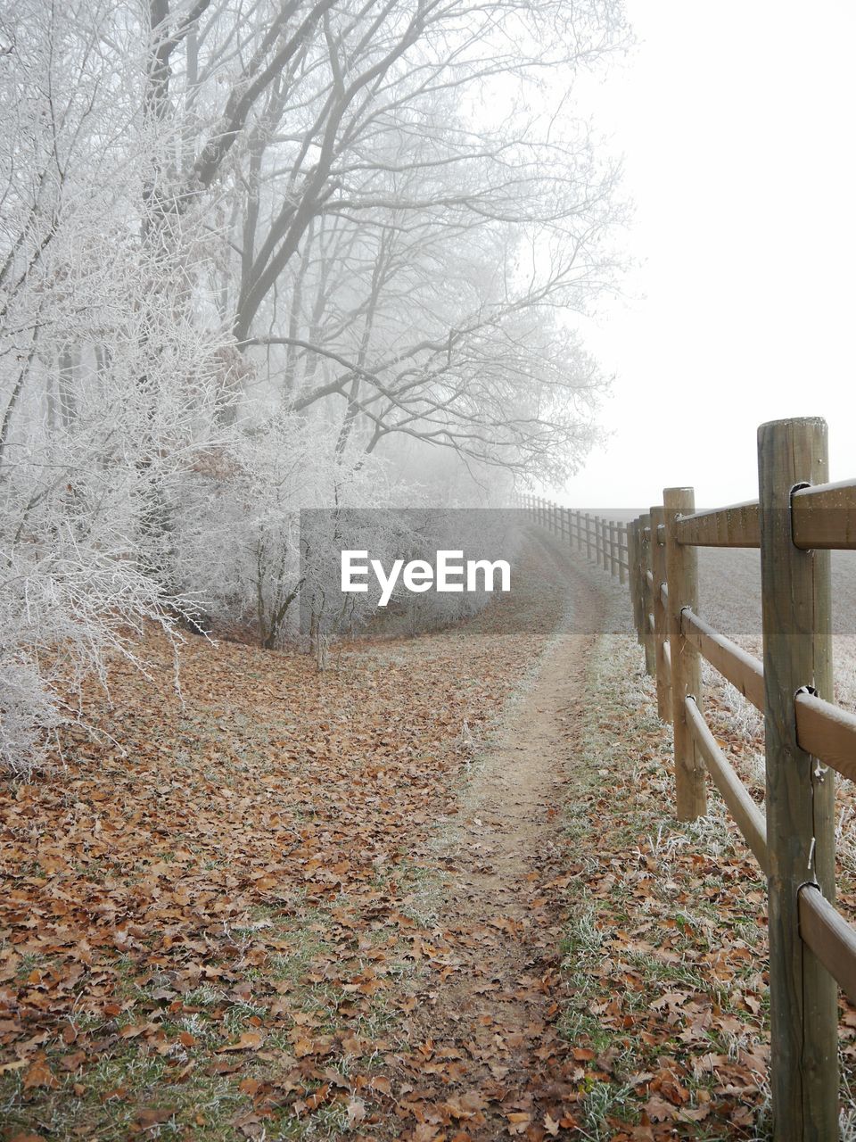 Snow covered trees by wooden fence at forest during foggy weather