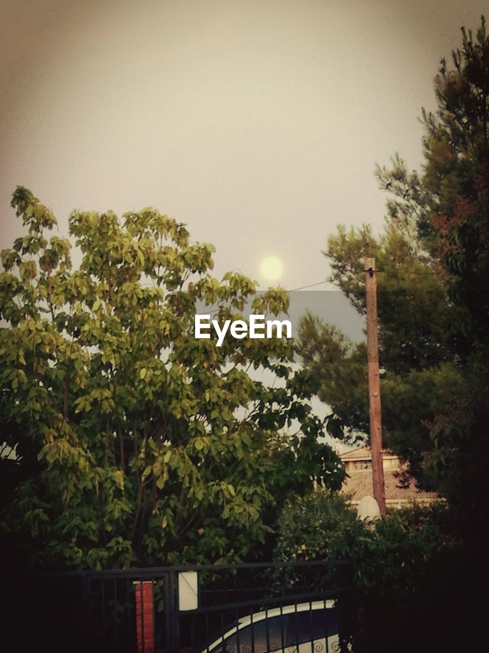 VIEW OF TREES IN PARK