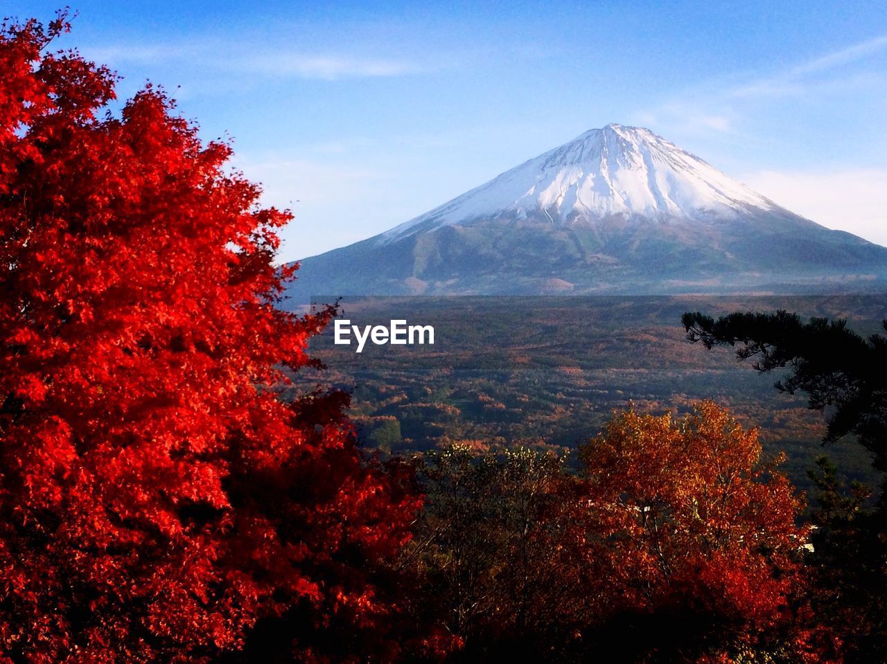 Scenic view of trees by mountains against sky