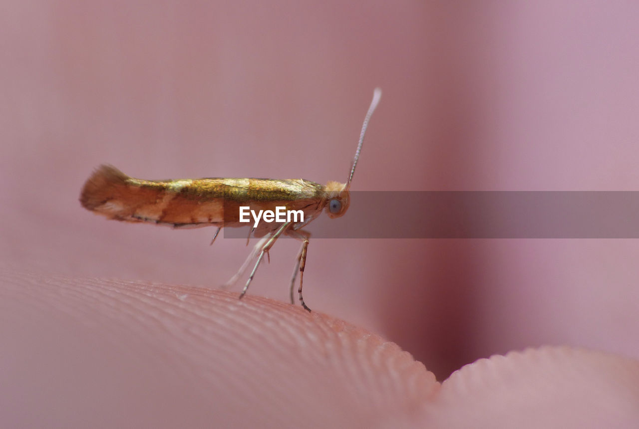 Close-up of tiny gold insect