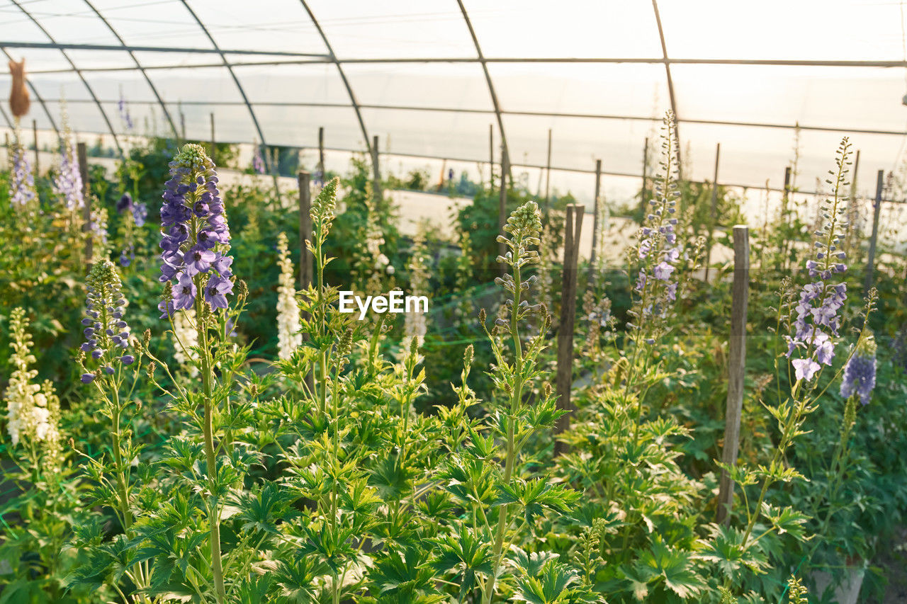plant, growth, greenhouse, nature, botany, flower, plant nursery, agriculture, beauty in nature, outdoor structure, green, freshness, flowering plant, day, no people, field, indoors, garden, crop, gardening, environment, abundance, land, herb
