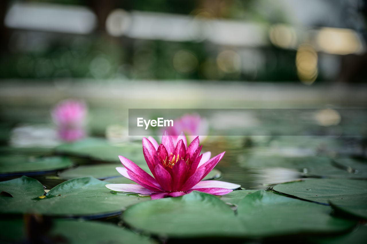 PINK WATER LILY IN LAKE