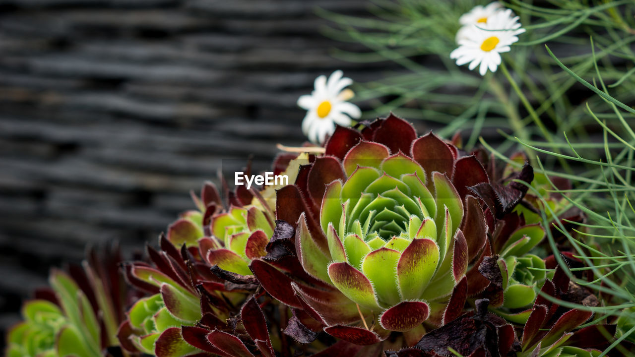 Close-up of flowers blooming outdoors