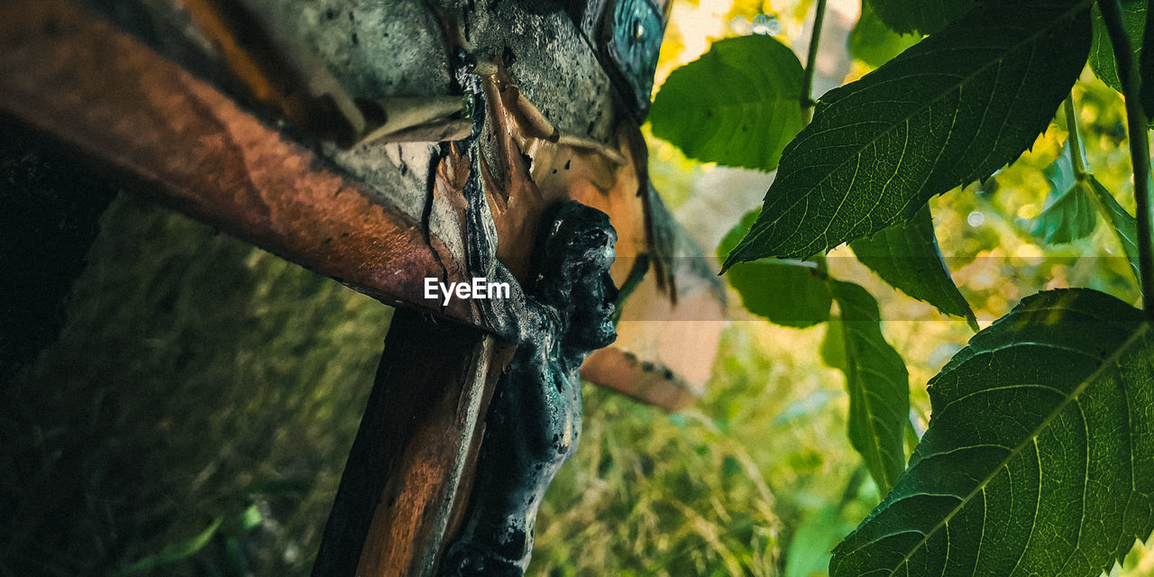 Close-up of cross by plants in forest