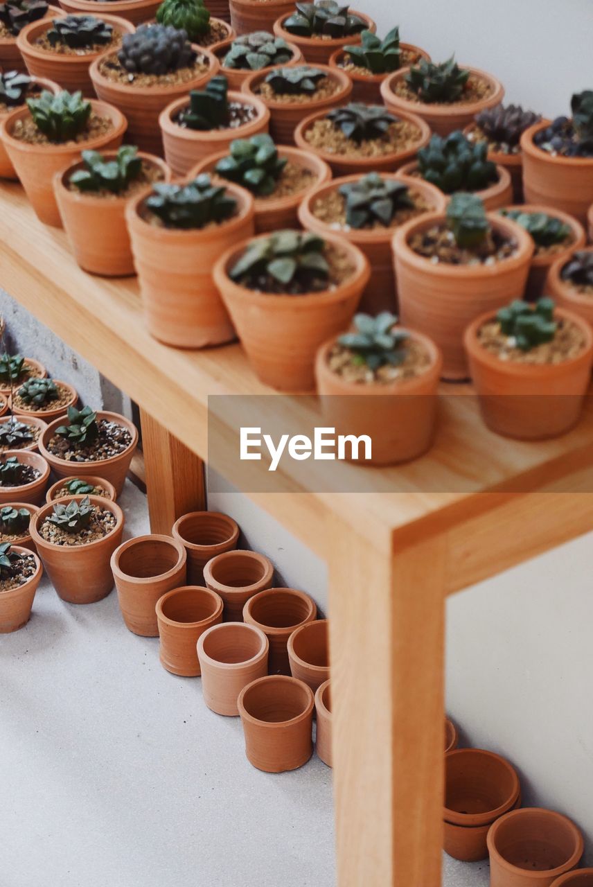 close-up of potted plant