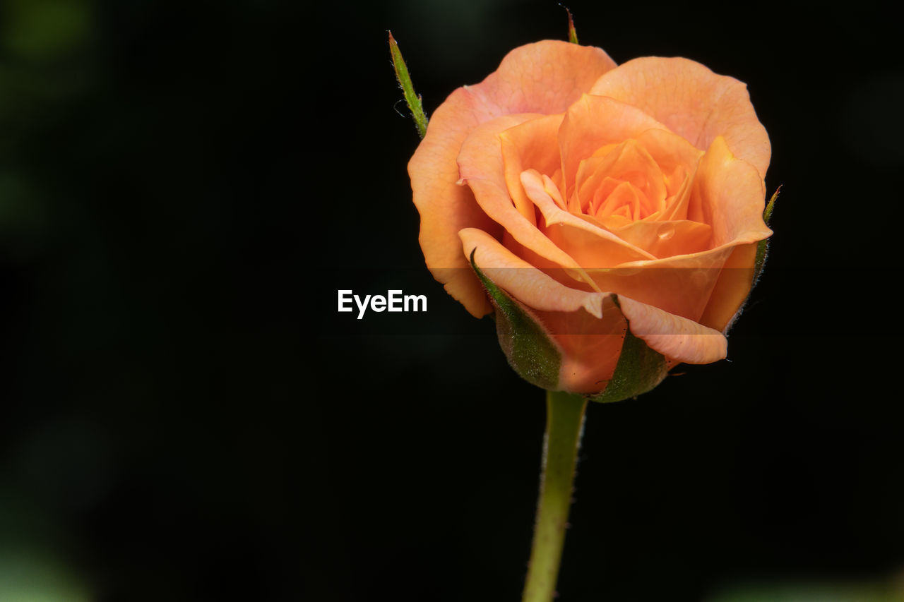 Close-up of rose in bloom