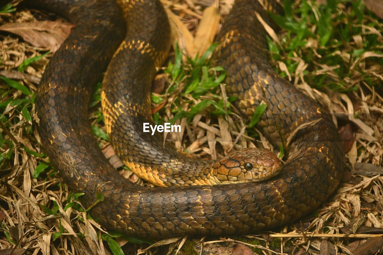 Close-up of snake