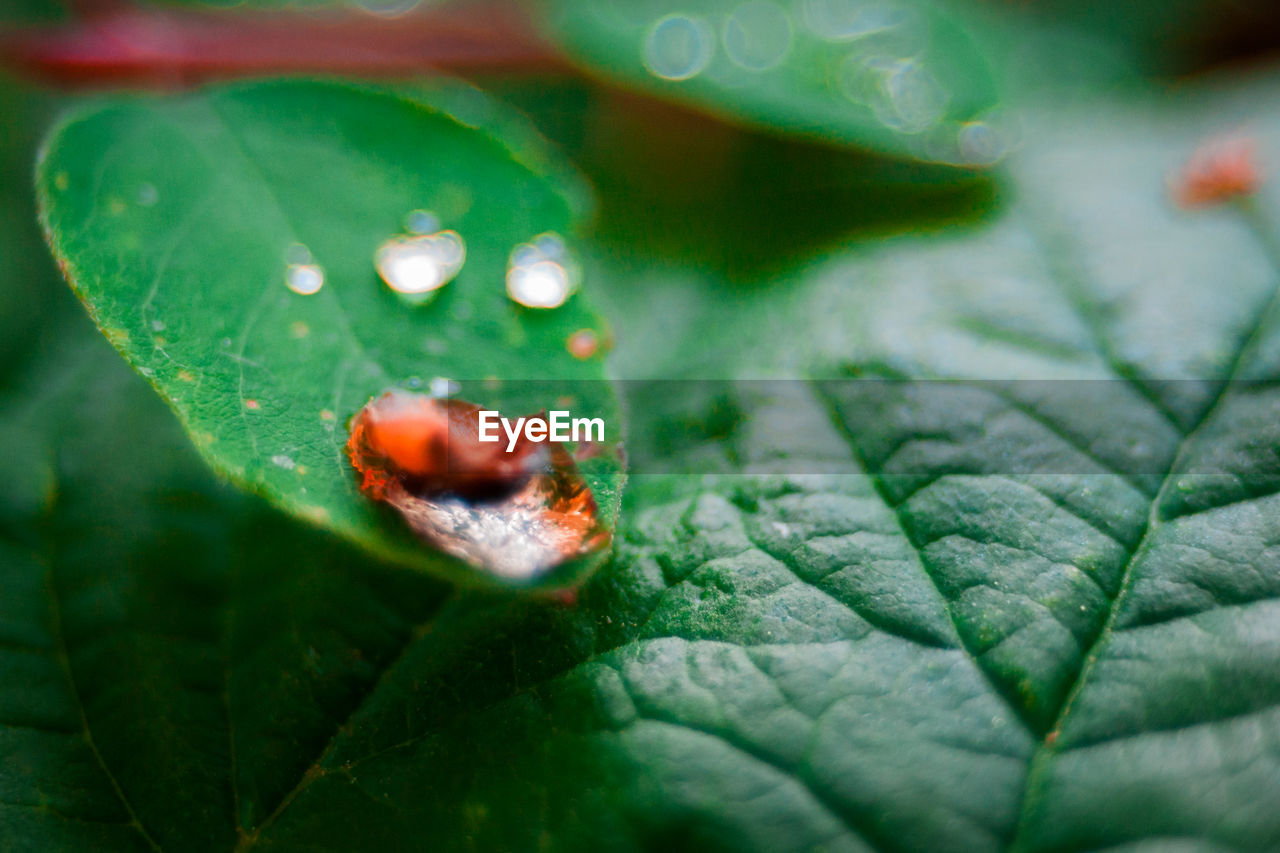 Waterdrop on grean leaf