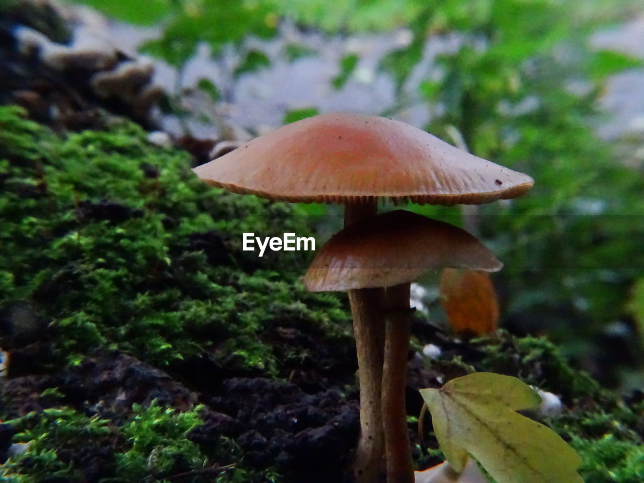 MUSHROOMS GROWING IN FOREST